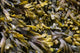 Seaweed Close-up Wall Decal