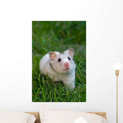 White Hamster Wall Decal shown on a wall