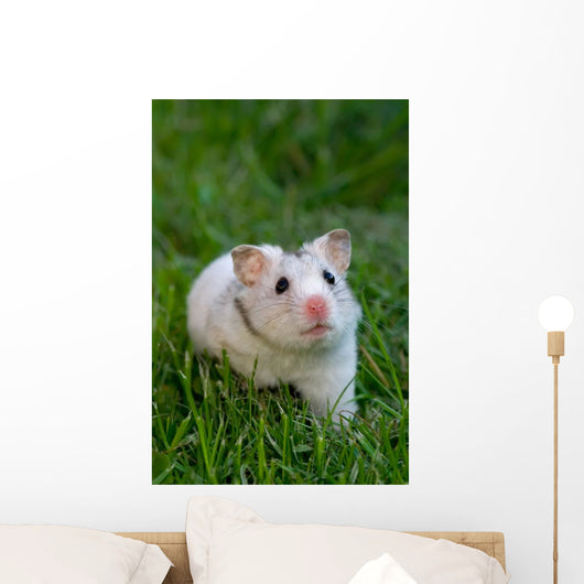 White Hamster Wall Decal