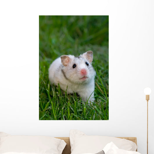 White Hamster Wall Decal