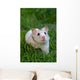 White Hamster Wall Decal