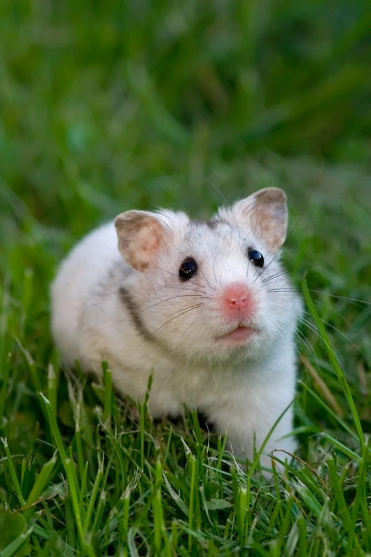 White Hamster Wall Decal