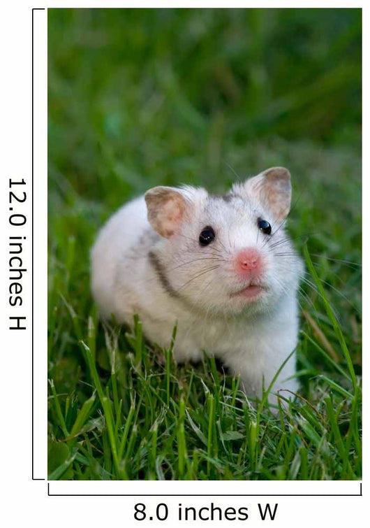 White Hamster Wall Decal