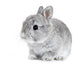 Gray Rabbit Bunny Baby Wall Decal