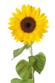Sunflower Wall Decal