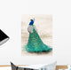 Walking Peacock Wall Decal