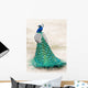 Walking Peacock Wall Decal