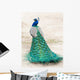 Walking Peacock Wall Decal