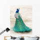 Walking Peacock Wall Decal