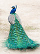 Walking Peacock Wall Decal