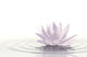 Floating Waterlily Wall Decal