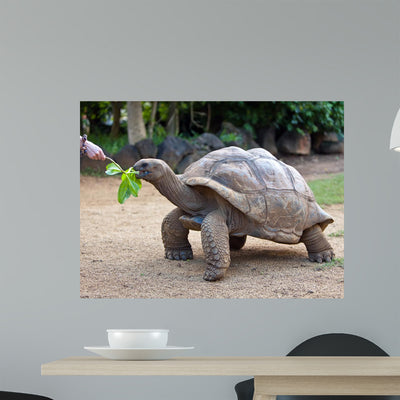 Big Seychelles Turtle Eatla Wall Decal shown on a wall