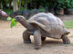 Big Seychelles Turtle Eatla Wall Decal