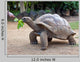 Big Seychelles Turtle Eatla Wall Decal