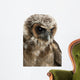 Up Brown Wood Owl Wall Decal