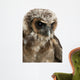 Up Brown Wood Owl Wall Decal