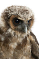 Up Brown Wood Owl Wall Decal