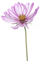 Cosmos Wall Decal