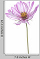 Cosmos Wall Decal