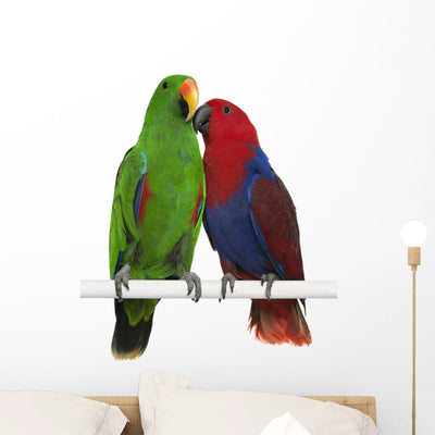 Two Eclectus Parrots Wall Decal shown on a wall