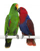 Two Eclectus Parrots Wall Decal