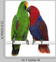Two Eclectus Parrots Wall Decal