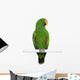 Male Eclectus Parrot Eclectus Wall Decal
