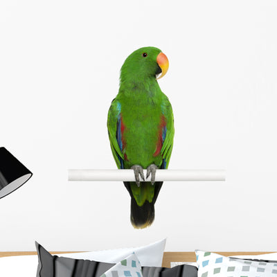Male Eclectus Parrot Eclectus Wall Decal shown on a wall