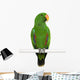 Male Eclectus Parrot Eclectus Wall Decal