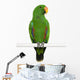 Male Eclectus Parrot Eclectus Wall Decal