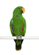 Male Eclectus Parrot Eclectus Wall Decal