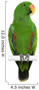 Male Eclectus Parrot Eclectus Wall Decal