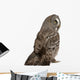 Great Grey Owl (Back Side) Wall Decal