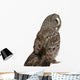 Great Grey Owl (Back Side) Wall Decal