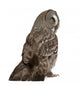 Great Grey Owl (Back Side) Wall Decal