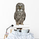 Portrait Great Grey Owl on a Perch Wall Decal