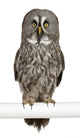Portrait Great Grey Owl on a Perch Wall Decal