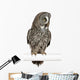 Great Grey Owl Wall Decal