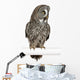 Great Grey Owl Wall Decal