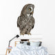 Great Grey Owl Wall Decal