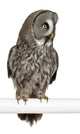 Great Grey Owl Wall Decal