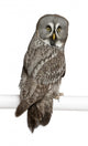 Portrait Great Grey Owl Looking Back Wall Decal