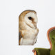 Up Barn Owl Tyto Wall Decal