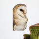 Up Barn Owl Tyto Wall Decal
