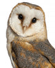 Portrait Barn Owl Wall Decal