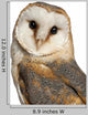 Portrait Barn Owl Wall Decal