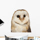Portrait Barn Owl Tyto Wall Decal