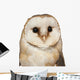 Portrait Barn Owl Tyto Wall Decal