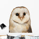 Portrait Barn Owl Tyto Wall Decal