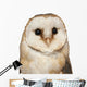 Portrait Barn Owl Tyto Wall Decal